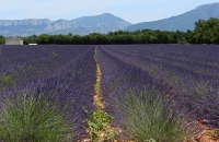 Champ de lavandin de Valensole dans les Alpes de Haute Provence